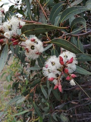 Eucalyptus staeri