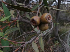 Eucalyptus staeri