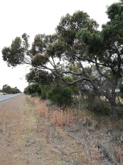 Eucalyptus staeri
