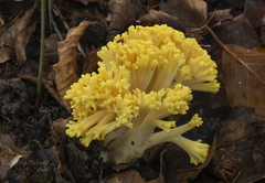 Ramaria flava