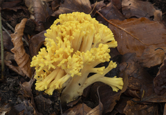 Ramaria flava