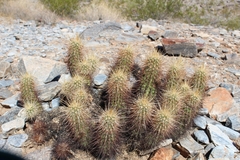 Echinocereus engelmannii engelmannii