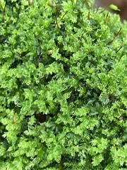 Syntrichia montana