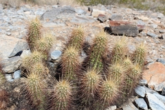 Echinocereus engelmannii engelmannii