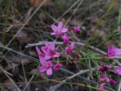 Boronia denticulata