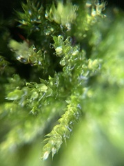 Syntrichia montana