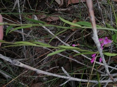 Boronia denticulata