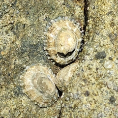 Cellana ornata