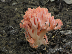 Ramaria subbotrytis