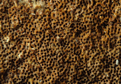 Fuscoporia ferruginosa