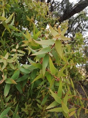Hakea ferruginea