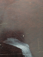 Phintelloides versicolor