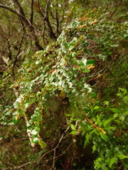 Nothofagus cunninghamii