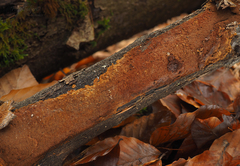Fuscoporia ferruginosa