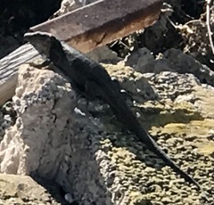 Gallotia stehlini