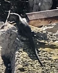 Gallotia stehlini