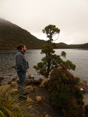 Athrotaxis selaginoides