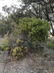 Hakea ferruginea