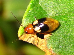 Monolepta quadriguttata