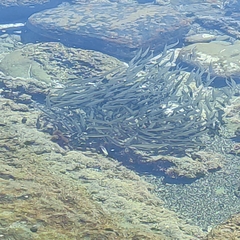 Aldrichetta forsteri