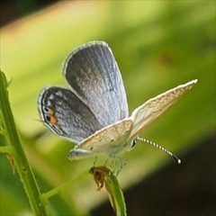 Cupido comyntas texana