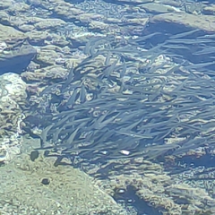 Aldrichetta forsteri