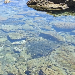 Aldrichetta forsteri