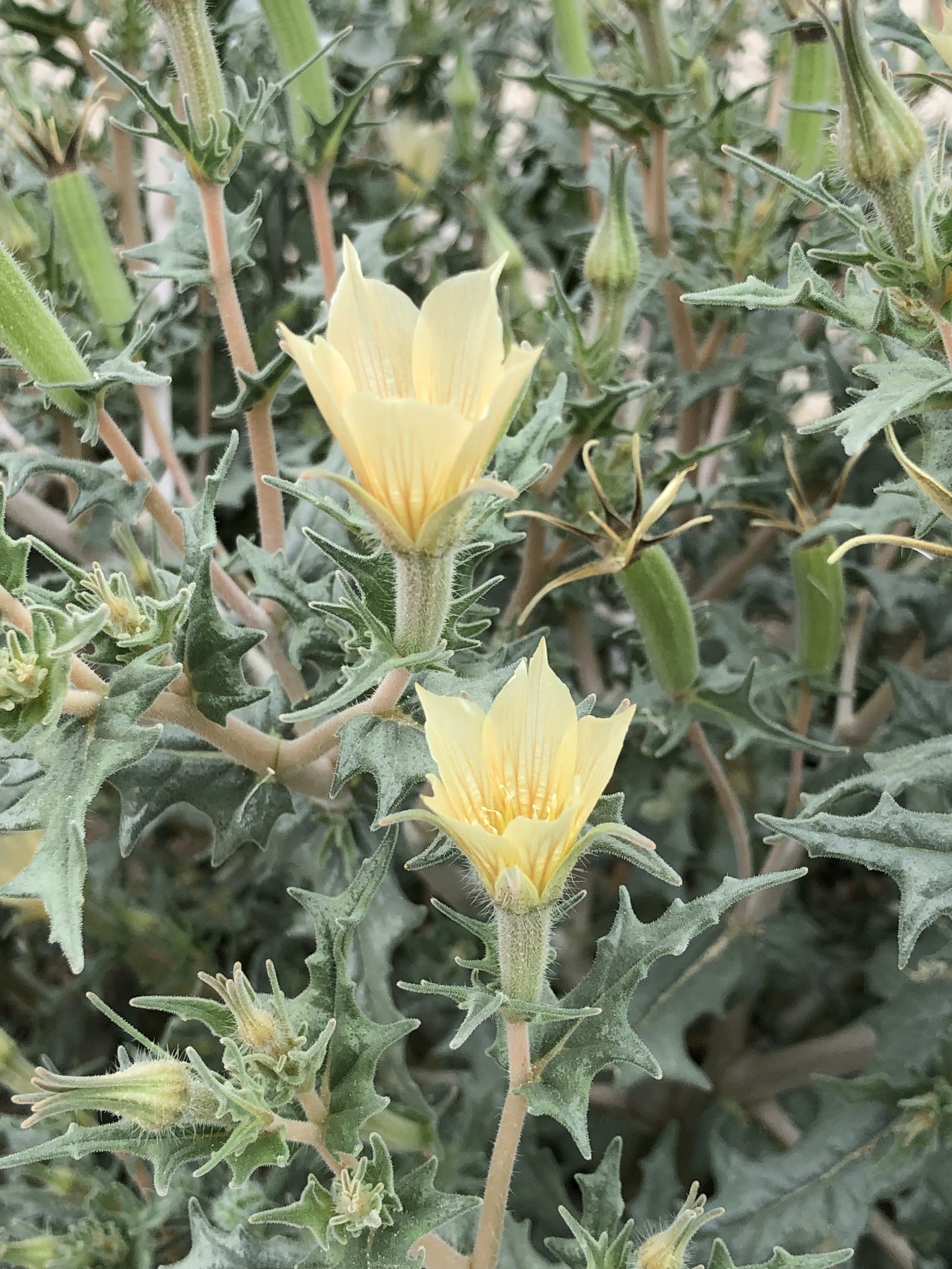 Mentzelia hirsutissima