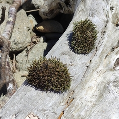 Evechinus chloroticus