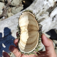Evechinus chloroticus