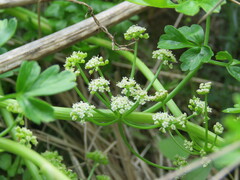 Apium prostratum filiforme