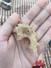 Calcarea