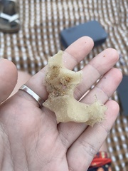 Calcarea