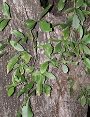 Magnoliopsida