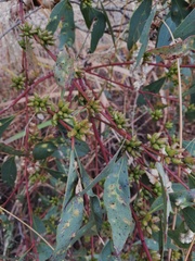Eucalyptus adesmophloia