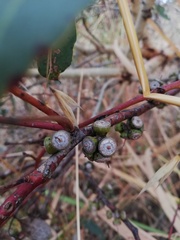 Eucalyptus adesmophloia