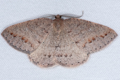 Drepanulatrix secundaria