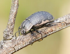 Lepispilus rotundicollis