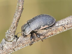 Lepispilus rotundicollis