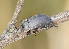 Lepispilus rotundicollis