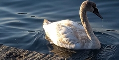 Cygnus olor