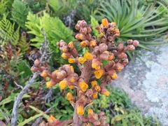 Dyckia encholirioides
