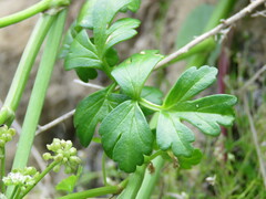 Apium prostratum filiforme