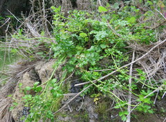 Apium prostratum filiforme