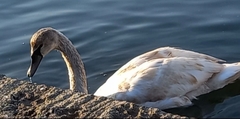 Cygnus olor