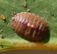 Cyclotornidae