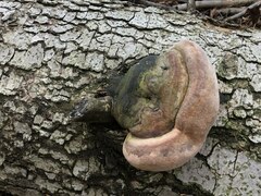 Fomitiporia hartigii