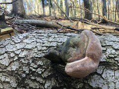 Fomitiporia hartigii