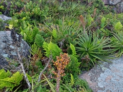 Dyckia encholirioides