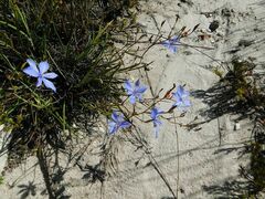 Aristea dichotoma